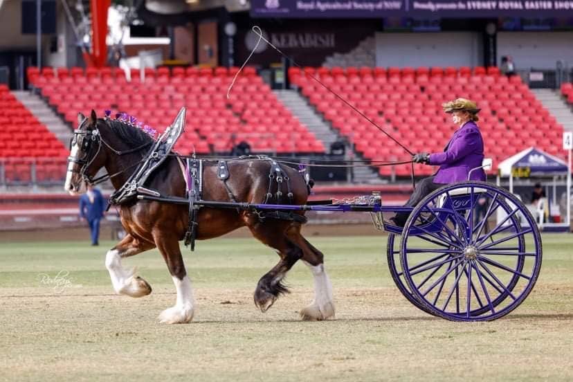 Tullymore Sir Damon @Tullymore Clydesdale and Shire Horse Stud